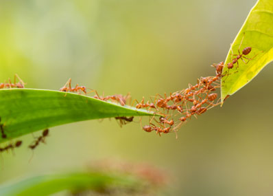 Prejuízos que as formigas podem trazer à sua saúde